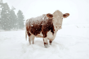 cash cows