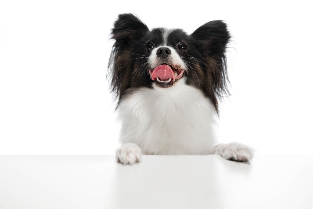 HYPERBARIC CHAMBER PETS AUSTRALIA​